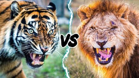 中国虎将vs日本狮子
